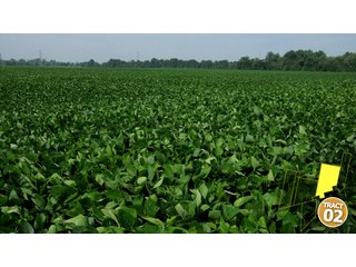 Property photo 16 - 470 Acres Mostly Productive Tillable Land - 6 Tracts
